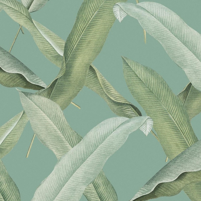 Rimura | Tongass 