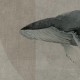 Rimura | Whales