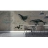 Rimura | Whales