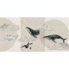 Rimura | Whales