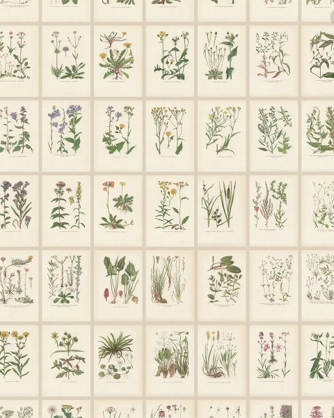Sandberg / Botanica