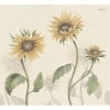 Sandberg / Sunflowers