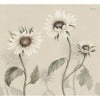 Sandberg / Sunflowers