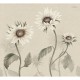 Sandberg / Sunflowers