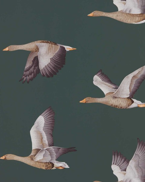 Sanderson | Elysian Geese