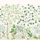 Sanderson | Sycamore and Oak