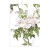 Classic Clematis Pink | Sian Zeng