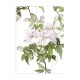 Classic Clematis Mural Wallpaper | Sian Zeng