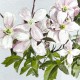 Classic Clematis Blue | Sian Zeng