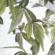 Classic Clematis Blue | Sian Zeng