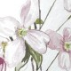 Classic Clematis Blue | Sian Zeng