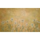 Sir Edward | Dazzling Daisies