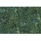 WVP4177 | Toli