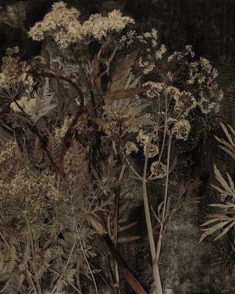 Oliver Robins | Cicuta