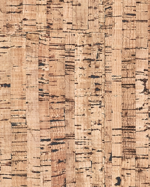 Phillip Jeffries | Enchanted Woods IV