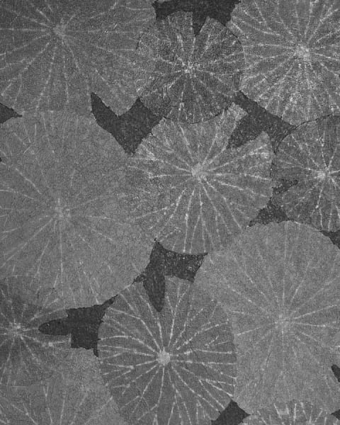 Phillip Jeffries |  Lilies I