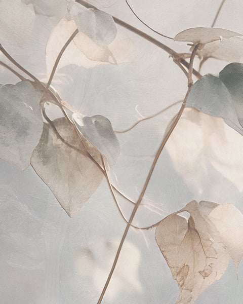 Rimura | Cloud Garden