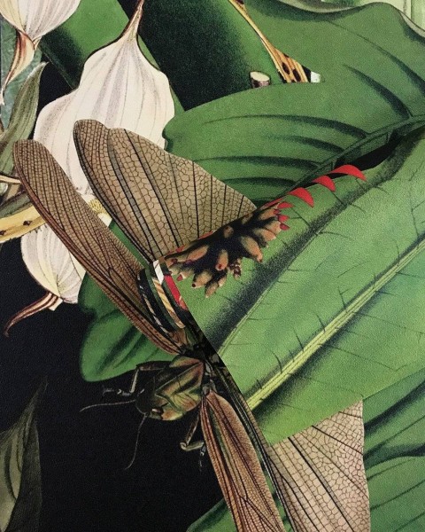 Wallcolors | Tropical Composition