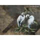 Honpo Craftwall | Ardea