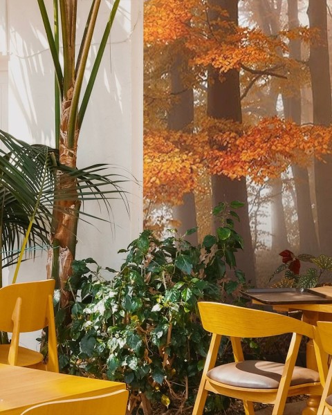 MARBURG | Autumn Forest