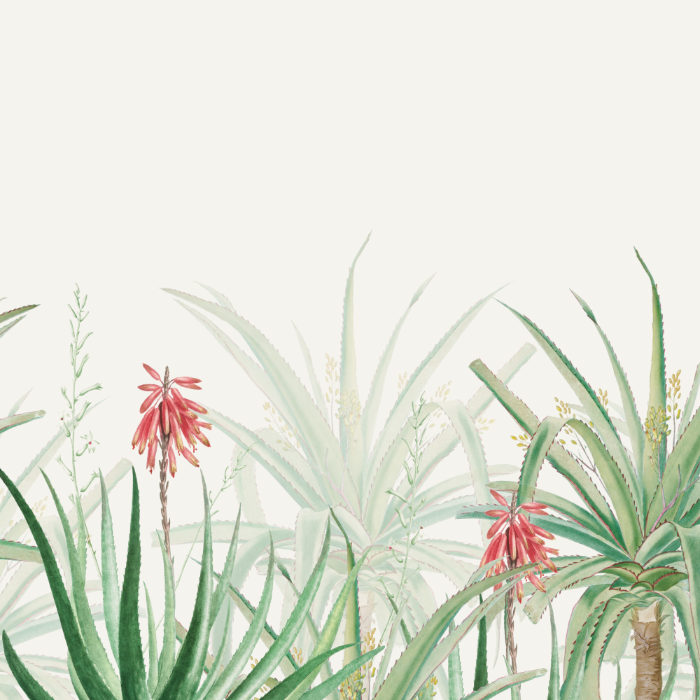Honpo | Aloe Garden