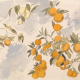 Honpo | Orange Watercolor