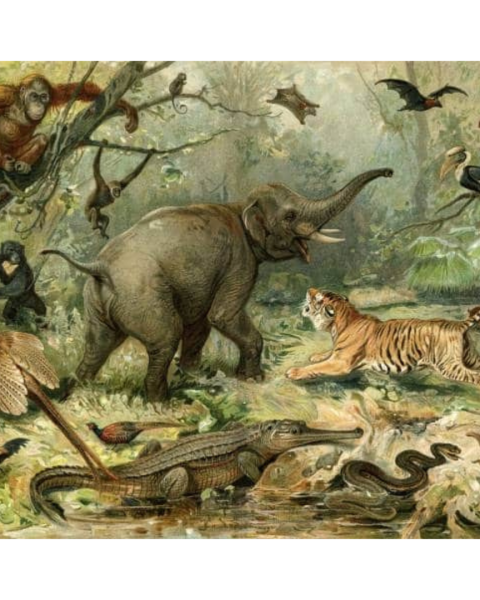 Animal Kingdom | LF018A
