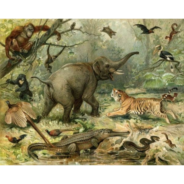 Animal Kingdom | LF018A