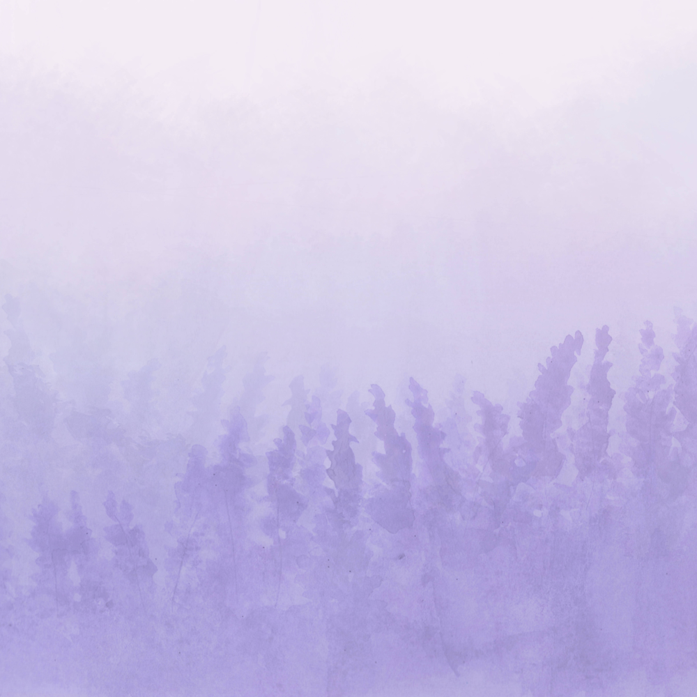 Honpo | Gradation | Lavender Field, Purple