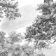 Honpo | Monotone Forest | HO-0068