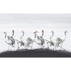 TM | White Cranes | MUR8010