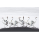 TM | White Cranes | MUR8010