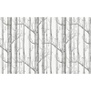 TM | Birch Tree | MUR8096