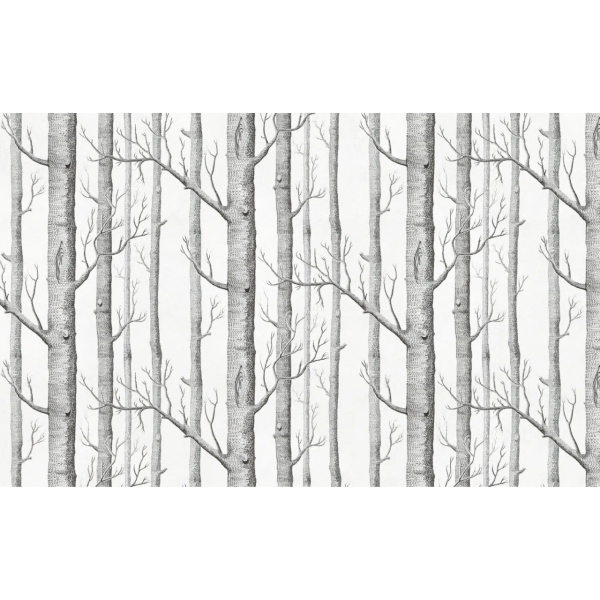 TM | Birch Tree | MUR8096