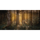 Wild Palace | Amberline