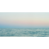 Honpo WP | Dawnglass