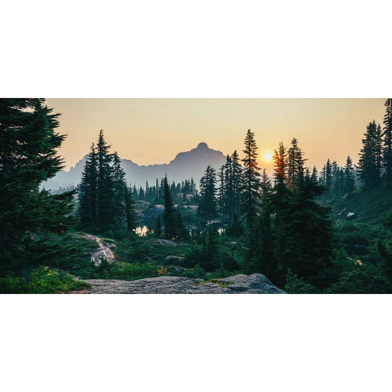 Honpo WP | Everlight