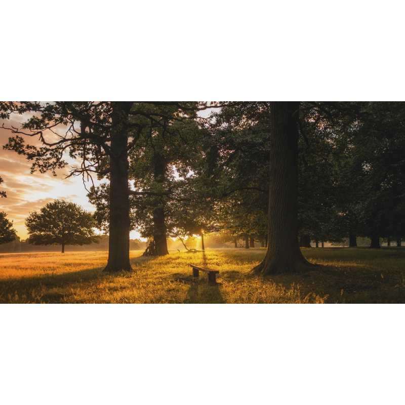 Honpo WP | Fieldpine