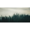 Honpo WP | Firline