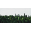 Honpo WP | Pinecrest