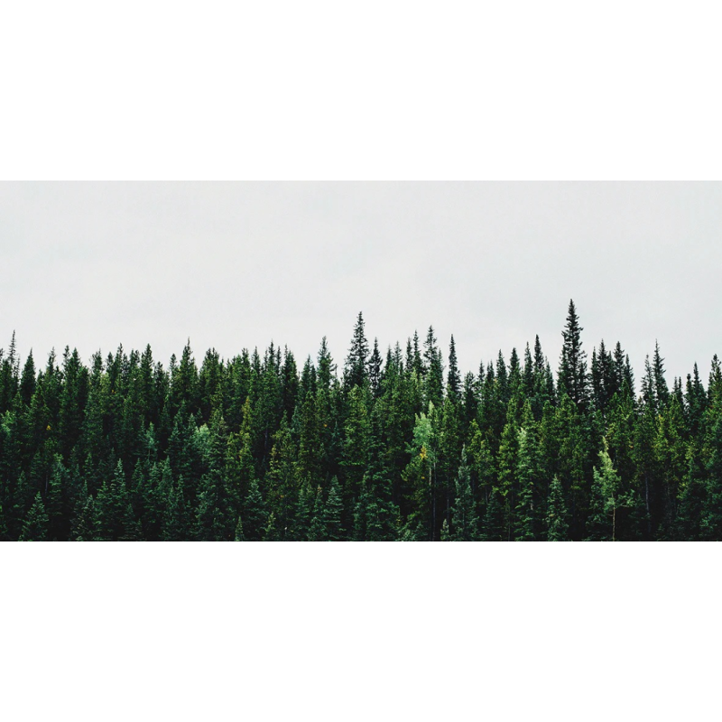 Honpo WP | Pinecrest