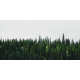 Wild Palace | Pinecrest