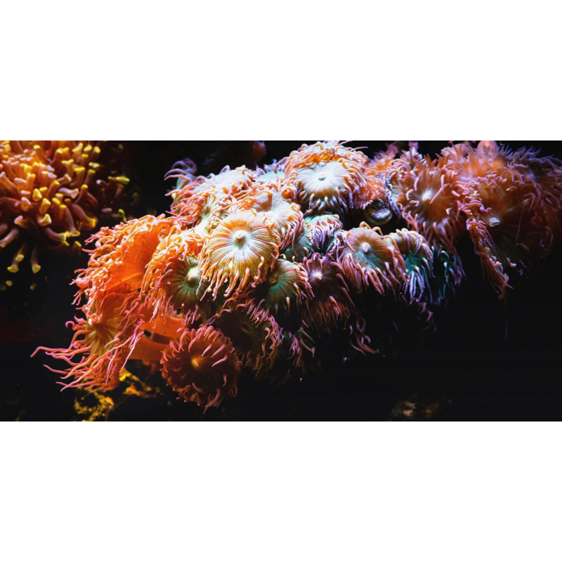 Honpo WP | Reeflight