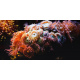 Wild Palace | Reeflight