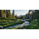 Wild Palace | Riverlight