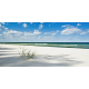 Wild Palace | Tidegrass