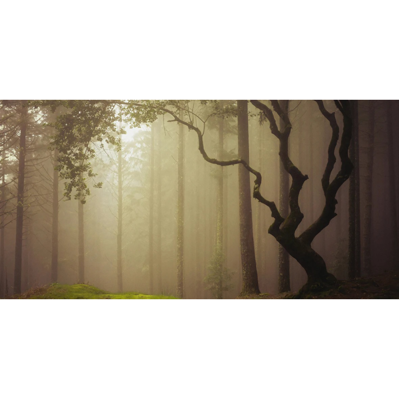 Honpo WP | Wooden Dreams