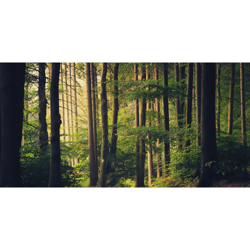 Honpo WP | Woodwake