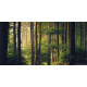 Wild Palace | Woodwake