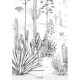 Isidore Leroy | Succulents